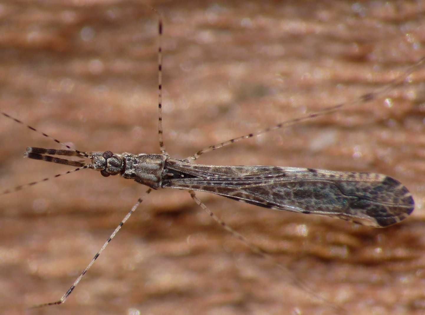 Reduviidae: Empicoris mediterraneus (cf) di Ostia (RM)